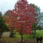 Liquidambar styraciflua (2)