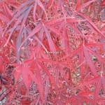 Acer palmatum Beni Otake (1)