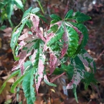 Acer palmatum Orido Nishiki (4)