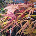 Acer palmatum Scolopendrifolium (2)