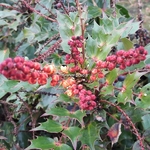 Mahonia nitens Cabaret (2)