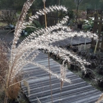 Miscanthus sinensis Morning Light (2)