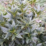 Osmanthus heterophyllus Sasaba (1)