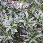 Osmanthus heterophyllus Sasaba (2)