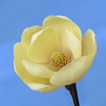 Magnolia Honey Tulip (2)