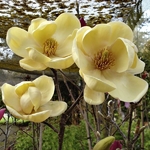 Magnolia Honey Tulip (1)