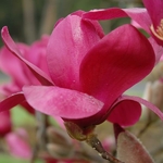 Magnolia Vulcan (2)