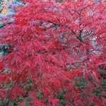 Acer palmatum dissectum Red Dragon (2)