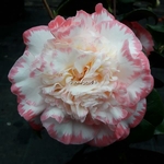 Camellia japonica Margaret Davis