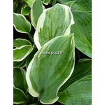 hosta%20regal%20splendor