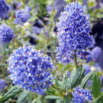 Ceanothus Concha ps (2)