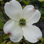 Cornus florida Rainbow