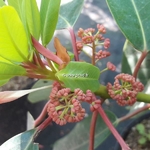 Daphniphyllum macropodum (1)