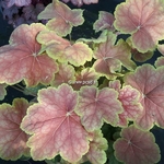 Heuchera Tiramisu