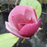 Magnolia Cameo (1)