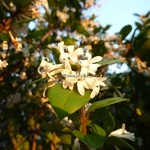 Osmanthus Heaven Scent (1)