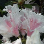 Rhododendron White Prince