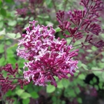 Syringa Joe Big Purple (2)