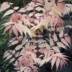 Toona sinensis Flamingo (1)