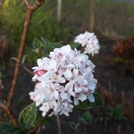 Viburnum bitchiense (2)