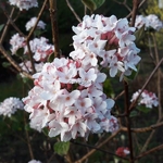 Viburnum bitchiense (3)