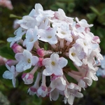 Viburnum carlesii Diana (1)