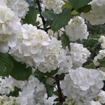 Viburnum plicatum Pop Corn (1)