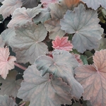 Heuchera Bronze Beauty