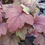 Heucherella Sweet Tea (1)
