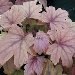 Heucherella Sweet Tea (3)