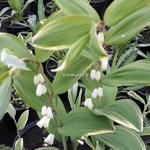 Polygonatum odoratum pluriflorum