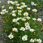 Coreopsis Star Cluster (2)