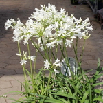 Agapanthus Little Dutch White (1)