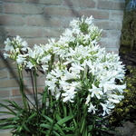 Agapanthus Little Dutch White