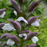 Acanthus hungaricus White Lips