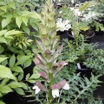 Acanthus hungaricus White Lips (2)