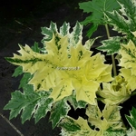 Acanthus mollis Tasmanian Angel