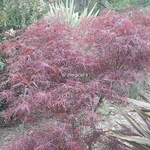 Acer palmatum Red Pygmy (1)