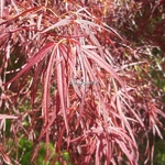 Acer palmatum Red Pygmy (2)