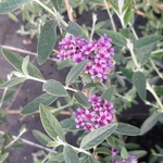 Buddleja alternifolia Unique (1)