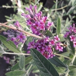 Buddleja alternifolia Unique (2)