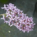 Buddleja x pikey Hever (2)