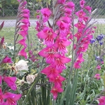 Gladiolus communis ssp. byzantinus (1)