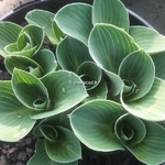 Hosta Little Mouse Ears