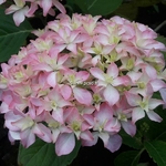 Hydrangea macrophylla Inspire (2)