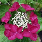 Hydrangea macrophylla Rotschwanz