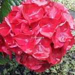 Hydrangea macrophylla Ruby Red