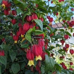 Lonicera x 'Marinella'  C4L 60/80 - Toutes les grimpantes - Ppinires  cte sud des landes