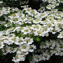 Lonicera x 'Marinella'  C4L 60/80 - Toutes les grimpantes - Ppinires  cte sud des landes