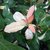 Photinia davidiana Palette (2)
